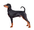 Standing Doberman Pinscher puppy Royalty Free Stock Photo