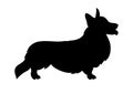 Standing dog. Black silhouette Pembroke Welsh Corgi