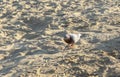 dove on the background beach and sand Royalty Free Stock Photo