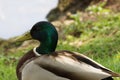 A standing duck in front of a lake - Close-up - France Royalty Free Stock Photo