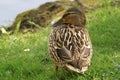 A standing duck in the sun - Bassin de la muette - France Royalty Free Stock Photo