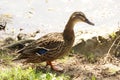 A standing duck in the sun - France Royalty Free Stock Photo