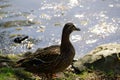 A standing duck in the sun - France Royalty Free Stock Photo