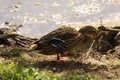 A standing duck in the sun - Front view - France Royalty Free Stock Photo