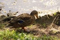 A standing duck in the sun - Front view - France Royalty Free Stock Photo