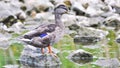 A standing duck watching out on a rock at noon Royalty Free Stock Photo
