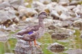 A standing duck watching out on a rock at noon Royalty Free Stock Photo