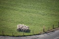 Aerial view on a flock and herd of white sheeps, with short wool,