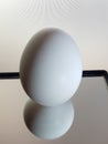 Standing egg photography with mirror reflection and white background food photography for wallpaper Royalty Free Stock Photo