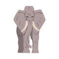 Standing Elephant as Large African Animal with Trunk, Tusks, Ear Flaps and Massive Legs Front View Vector Illustration Royalty Free Stock Photo