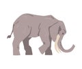 Standing Elephant as Large African Animal with Trunk, Tusks, Ear Flaps and Massive Legs Vector Illustration Royalty Free Stock Photo