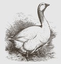 Standing Embden goose in side view