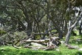 Standing and fallen trunks of pohutukawa trees