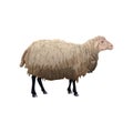 Standing farm sheep