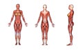 3D render :female body illustration with muscle tissues texture