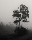 Cypress in the fog at Guste Island near New Orleans, Louisiana Royalty Free Stock Photo