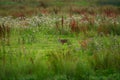 standing fox in meadow