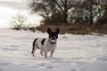 Standing french bulldog in a snowy field