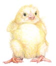 Standing Furry chick Royalty Free Stock Photo