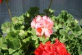 Standing geraniums, Pelargonium hortorum, bloom in July in a flower box. Berlin, Germany