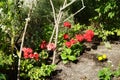 Standing geraniums, Pelargonium hortorum, bloom in July in the garden. Berlin, Germany