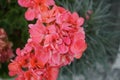 Standing geraniums, Pelargonium hortorum, bloom with pink flowers in July in a flower box. Berlin, Germany