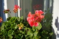 Standing geraniums, Pelargonium hortorum, bloom with pink-orange flowers in a flower box in autumn. Berlin, Germany