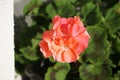 Standing geraniums, Pelargonium hortorum, bloom with pink-orange flowers in a flower box in autumn. Berlin, Germany