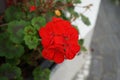 Standing geraniums, Pelargonium hortorum, bloom with red flowers in a flower box in autumn. Berlin, Germany