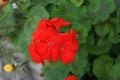 Standing geraniums, Pelargonium hortorum, bloom with red flowers in a flower box in autumn. Berlin, Germany