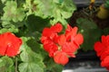 Standing geraniums, Pelargonium hortorum, bloom with red flowers in a flower box in autumn. Berlin, Germany