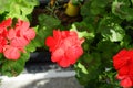 Standing geraniums, Pelargonium hortorum, bloom with red flowers in a flower box in autumn. Berlin, Germany