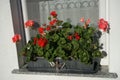 Standing geraniums, Pelargonium hortorum, bloom with red and pink-orange flowers in a flower box in October.