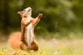 Standing ginger squirrel