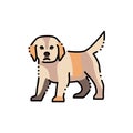 Standing golden retriever puppy color line icon. Pictogram for web page