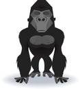 Standing Gorilla Royalty Free Stock Photo