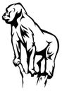 Standing gorilla vector Royalty Free Stock Photo