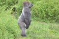 Standing gorilla Royalty Free Stock Photo