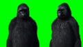 Standing gorilla. Realistic fur. Green screen isolate. 3d rendering. Royalty Free Stock Photo