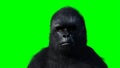 Standing gorilla. Realistic fur. Green screen isolate. 3d rendering. Royalty Free Stock Photo