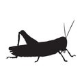 Standing Grasshopper Caelifera On a Side View Silhouette Found In Map Of Africa
