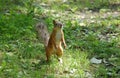 Standing gray squirrel in the park