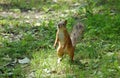 Standing gray squirrel in the park