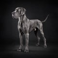Standing Great Dane dog Royalty Free Stock Photo