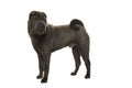 Standing grey Shar Pei dog looking back over its shoulder Royalty Free Stock Photo