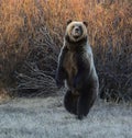 Standing grizzly