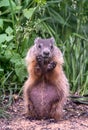 Cute groundhog begs for food