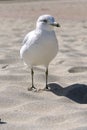 Standing gull