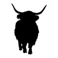 Standing Highland Cattle On a Front View Silhouette Found In Scottish Highlands Royalty Free Stock Photo