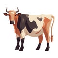 Standing Holstein cattle farm animal